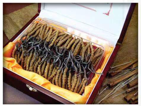 峨边冬虫夏草回收